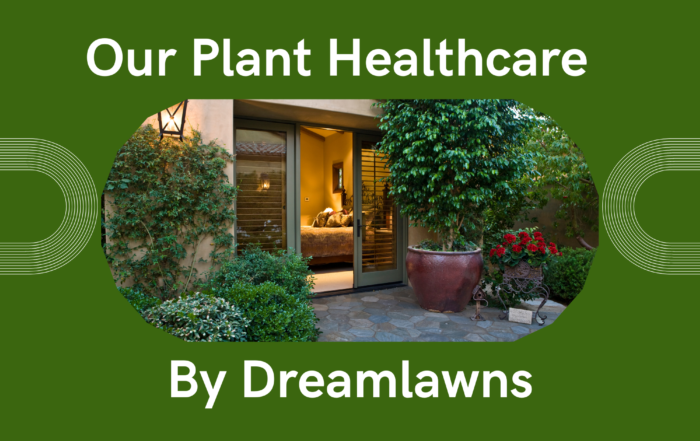 plant healthcare by Dreamlawns
