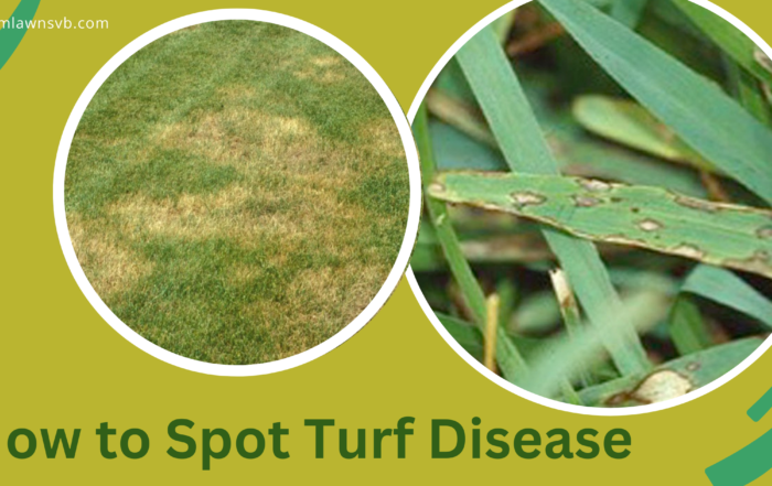 Turf Disease and how to fix it by Dreamlawns