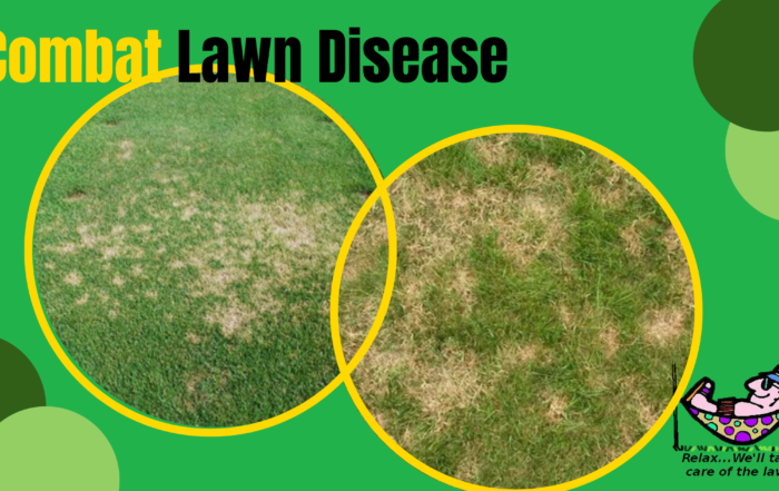 lawn disease dreamlawns