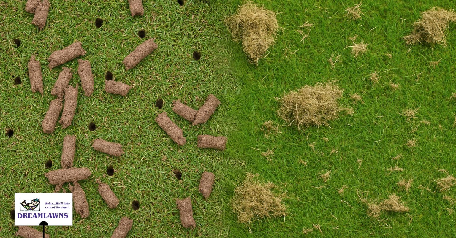 Lawn Aeration vs. Dethatching: What’s the Difference and Does Your Lawn ...