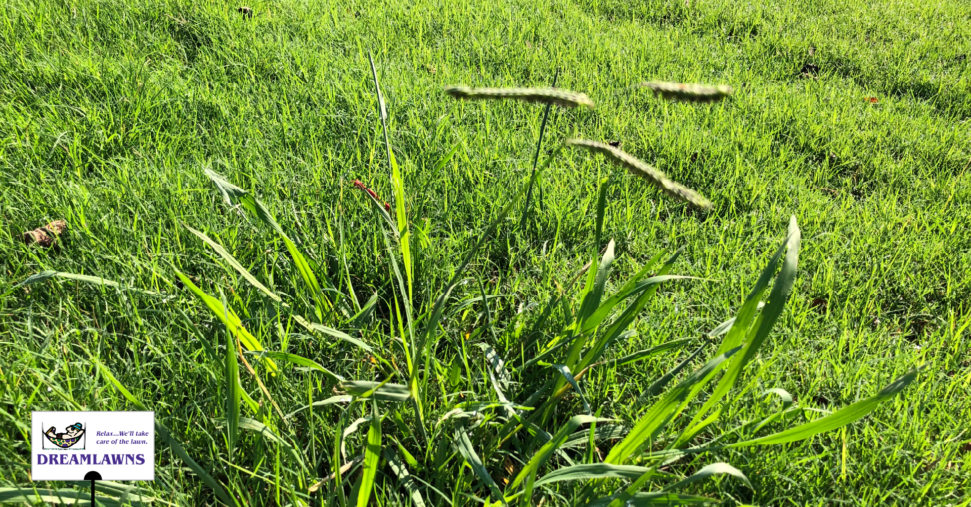Managing Dallisgrass V2_LinkedIn Post