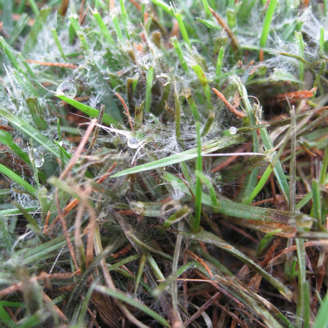 Brown Patch Mycelium