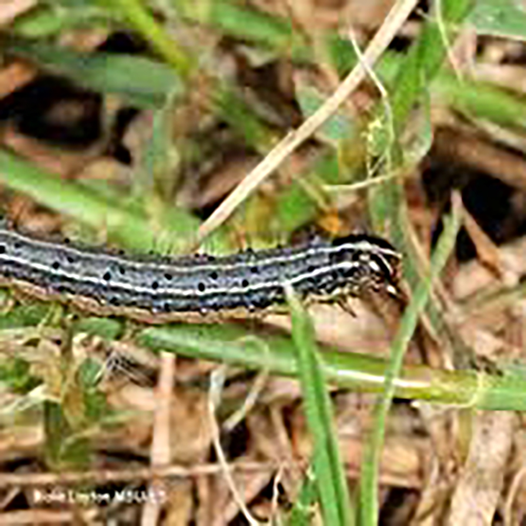 Fall Armyworm