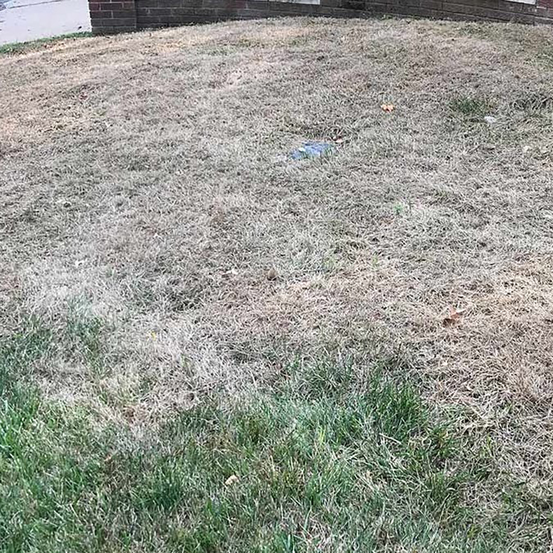 Fall Armyworms Damage