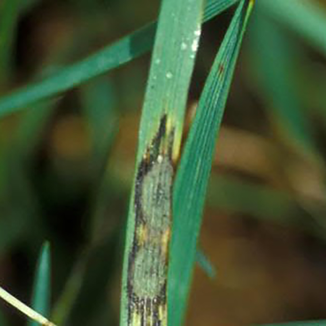 Gray Leaf Spot Lesion
