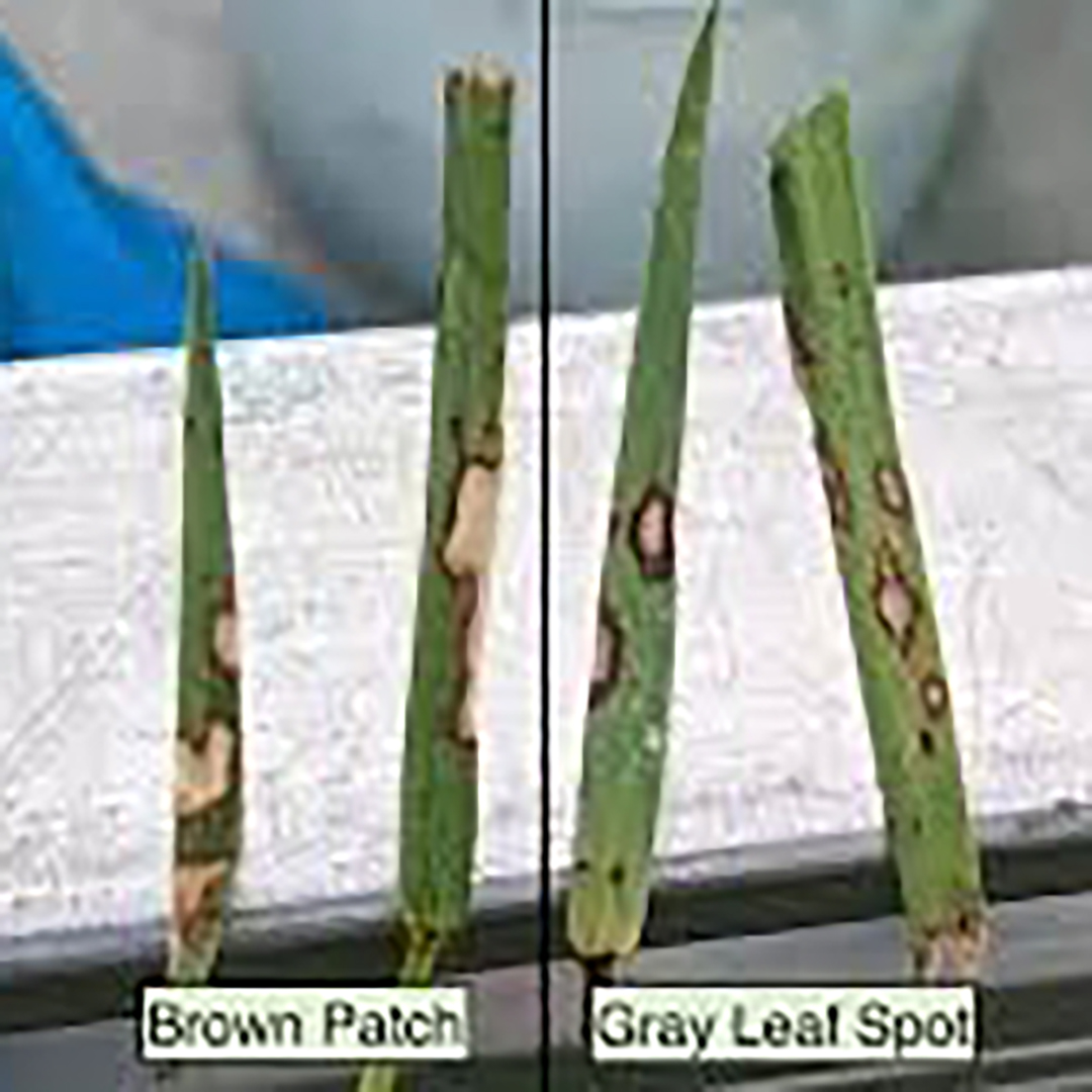 Gray Leaf Spot vs Brown Patch