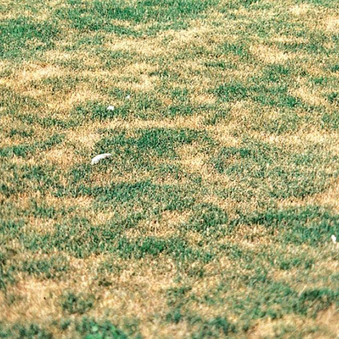 Sod Webworm Damage