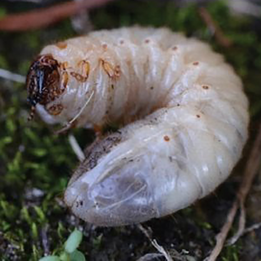 White Grub