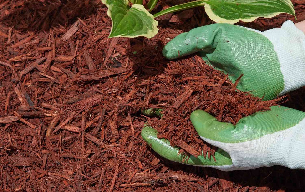 Mulch beds with quality organic mulch