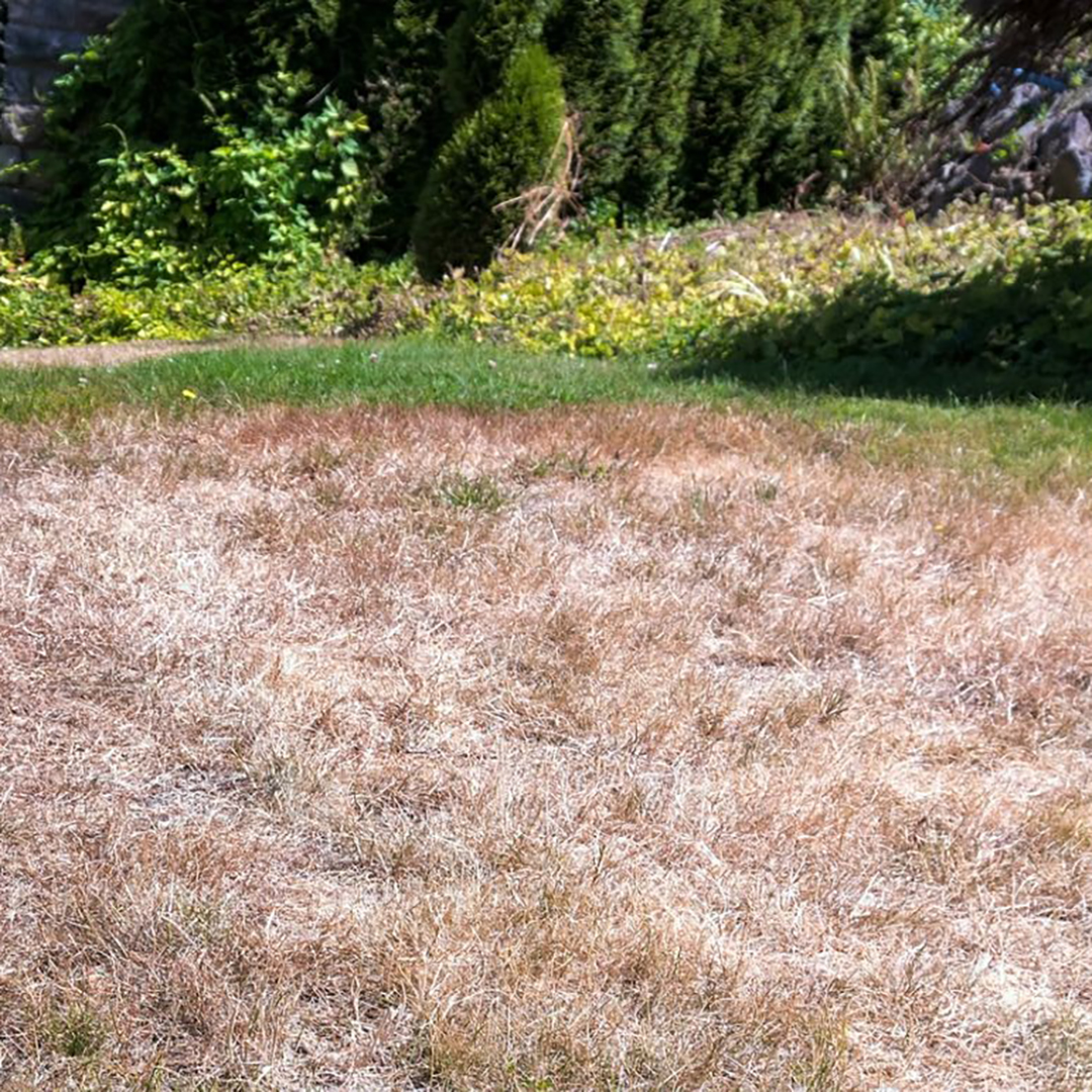 Heat & Drought Stress