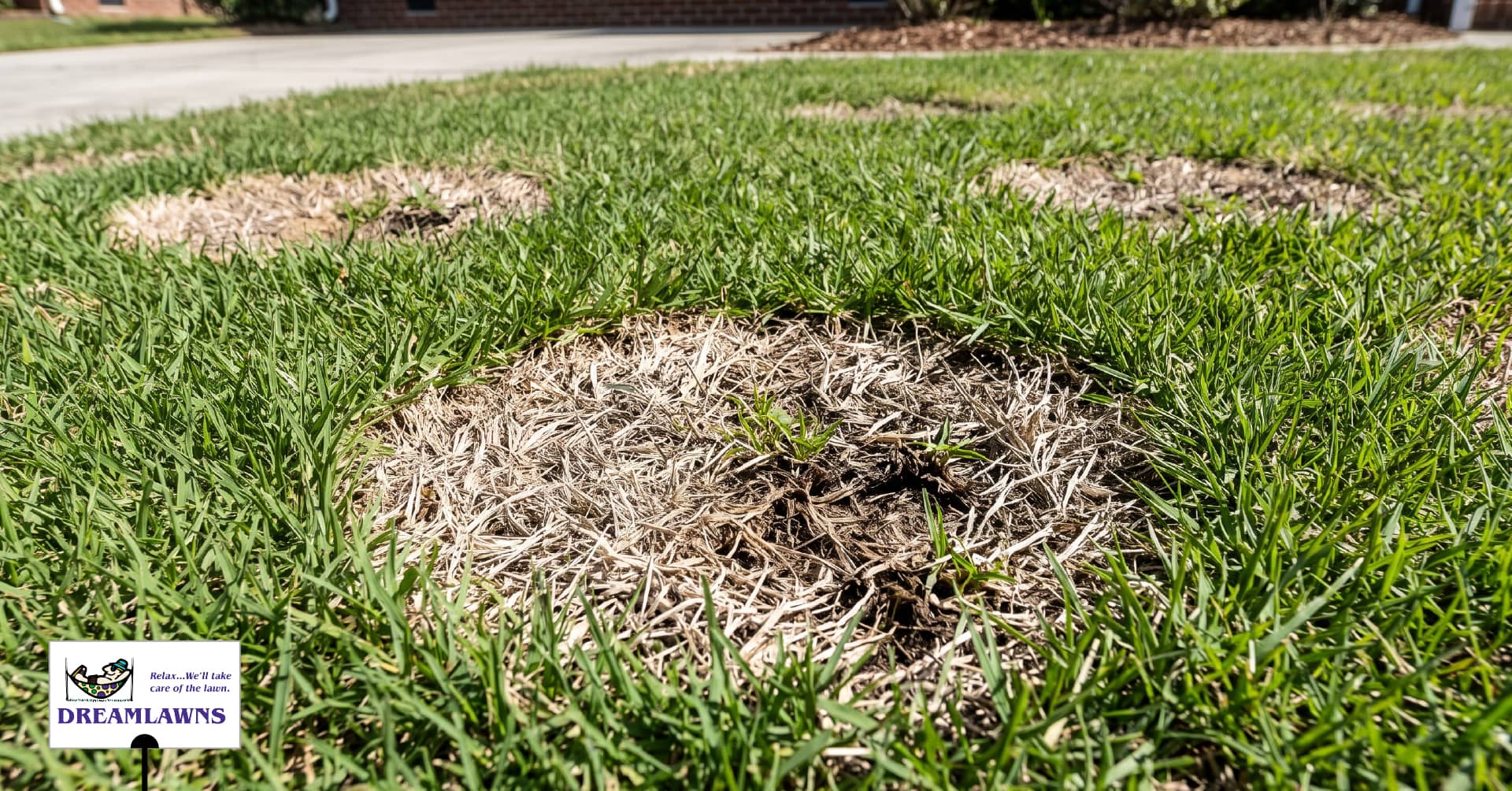 Spring Dead Spot V1_LinkedIn Post